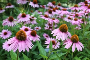 Perennials