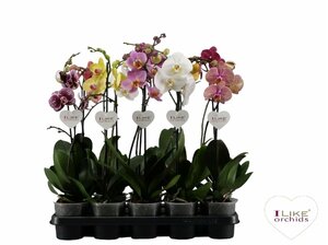 Phalaenopsis mix (Orchid)