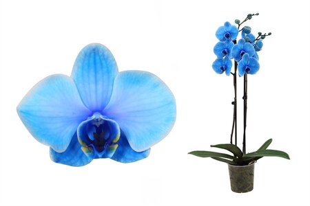 Phalaenopsis 'Royal Blue'