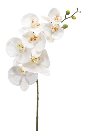 Phalaenopsis spray RT 83cm white