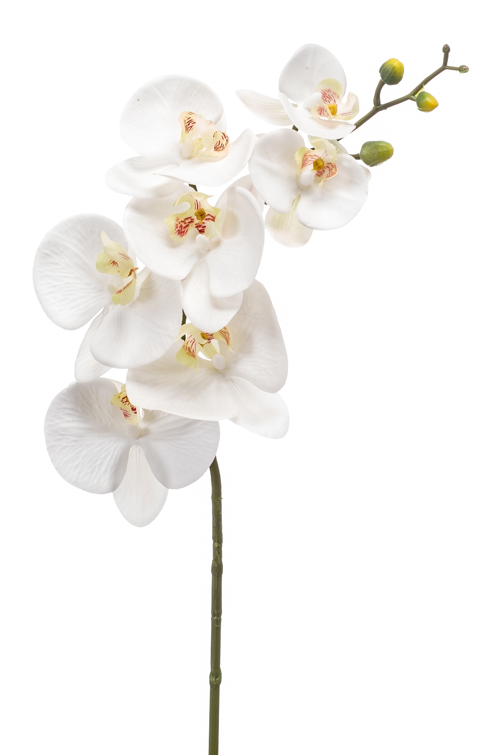 Phalaenopsis spray RT 83cm white - D and M Garden Centre