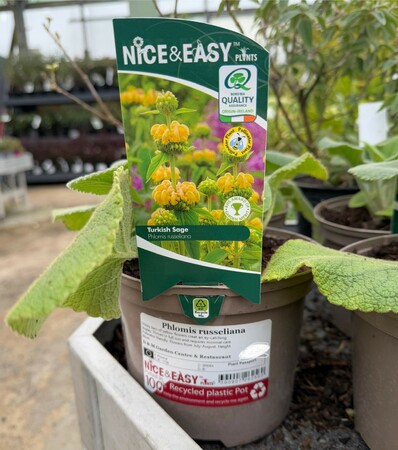 Phlomis russeliana