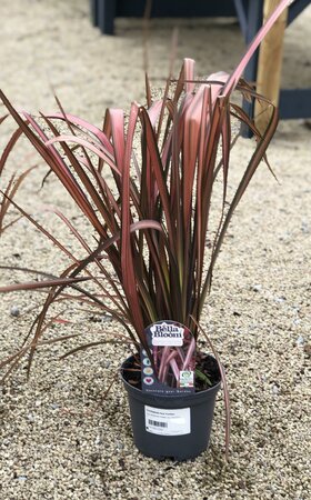 PHORMIUM Pink Panther