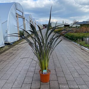 Phormium 'Platt's Black'