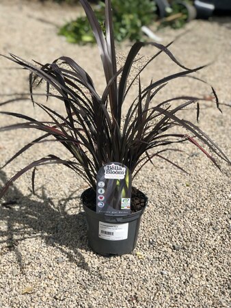 PHORMIUM Platts Black