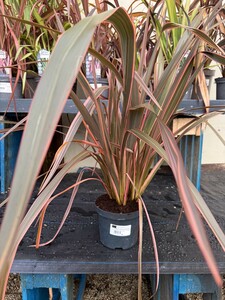 PHORMIUM TENAX SUNDOWNER - image 2