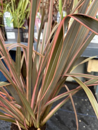 PHORMIUM TENAX SUNDOWNER - image 1