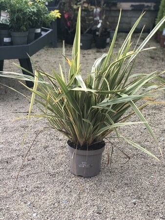 PHORMIUM TENAX VARIEGATUM