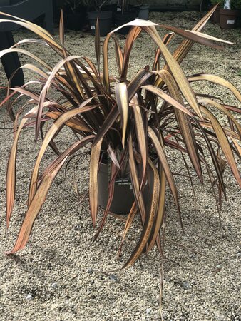 PHORMIUM TENAX VENEER