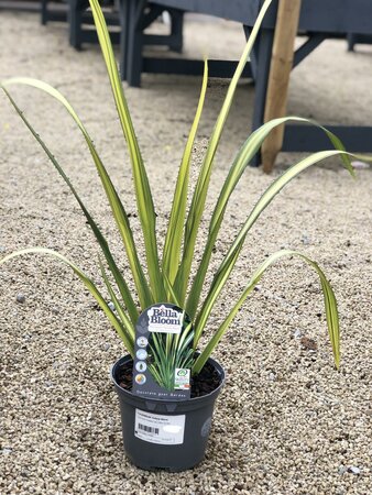 PHORMIUM Yellow Wave