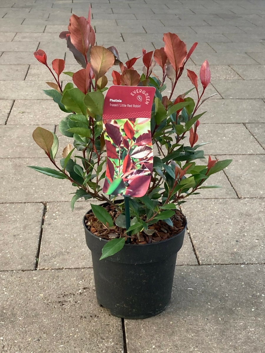 photinia-fras-little-red-robin-d-and-m-garden-centre