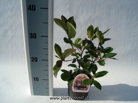 Photinia fras Red Robin