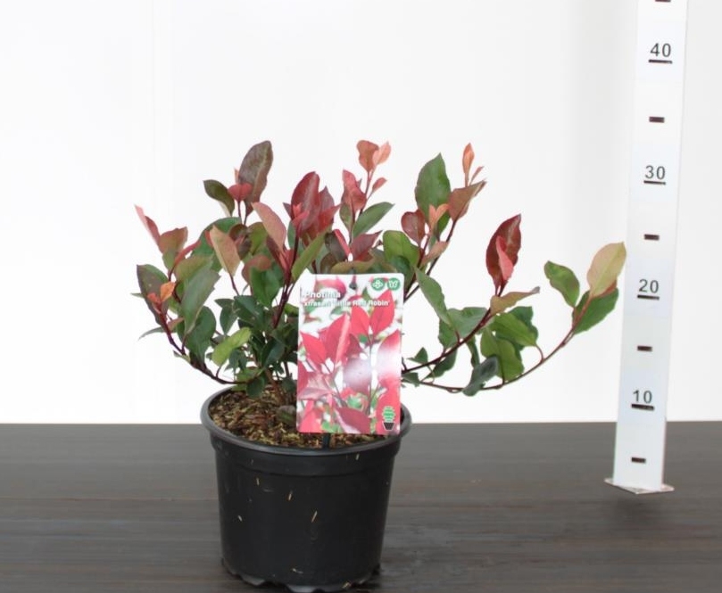 photinia-fraseri-little-red-robin-d-and-m-garden-centre