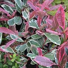 Photinia Fraseri Pink Marble D And M Garden Centre