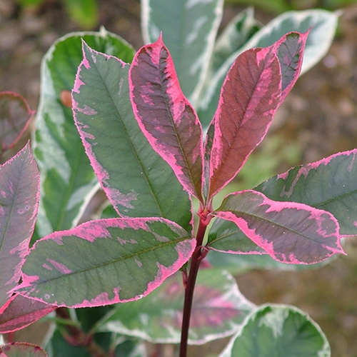 Photinia Fraseri Pink Marble D And M Garden Centre