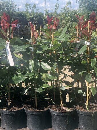 Photinia fraseri 'Red Robin'