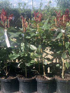 Photinia fraseri 'Red Robin'