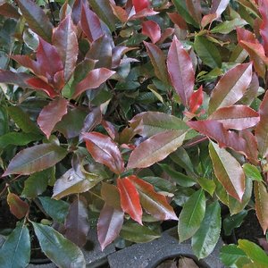 PHOTINIA FRASERI RED ROBIN (NL)