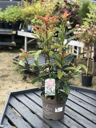 PHOTINIA S. CRUNCHY