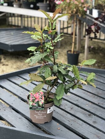 PHOTINIA S. CRUNCHY