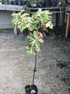 Photinia serratifolia 'Pink Crispy'®