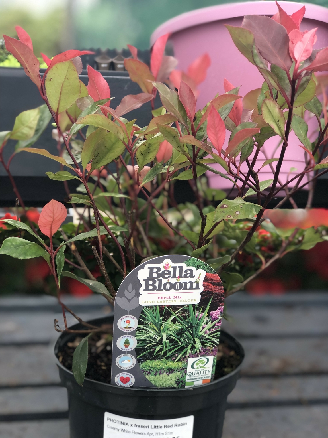 photinia-x-fraseri-little-red-robin-d-and-m-garden-centre