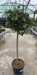 PHOTINIA x fraseri Red Robin Half Standard Crown 40-50cm - image 2