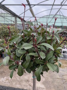 PHOTINIA x fraseri Red Robin Half Standard Crown 40-50cm - image 1