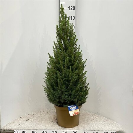 Picea glauca 'Conica'*