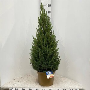 Picea glauca 'Conica'*