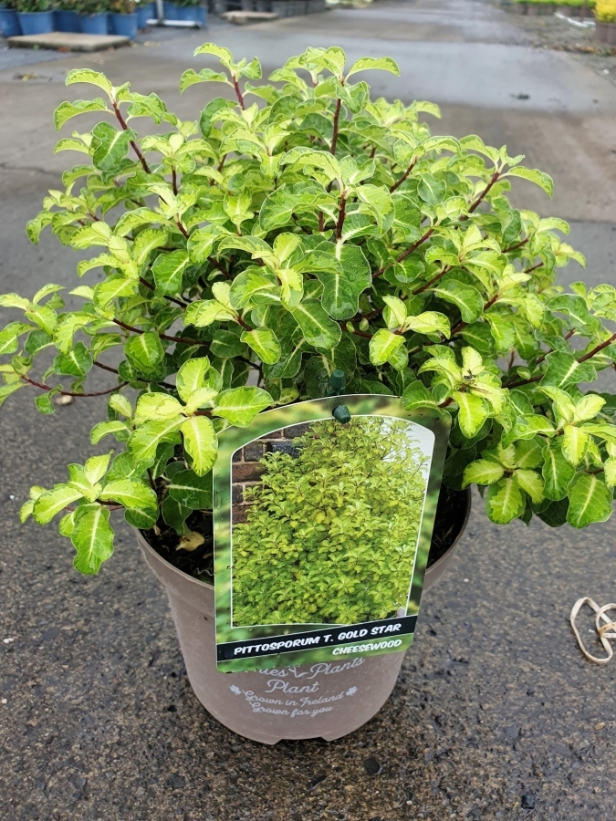 Pittosporum T. Gold Star Rp - D And M Garden Centre