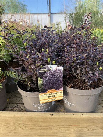 PITTOSPORUM T. TOM THUMB RP