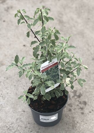 PITTOSPORUM tenu. Silver Queen