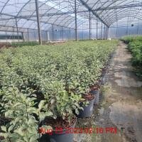 PITTOSPORUM tenu. Silver Queen