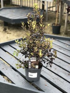 PITTOSPORUM tenu. Tom Thumb