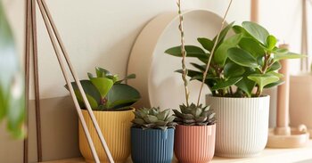Plastic Pots
