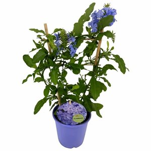 Plumbago auriculata