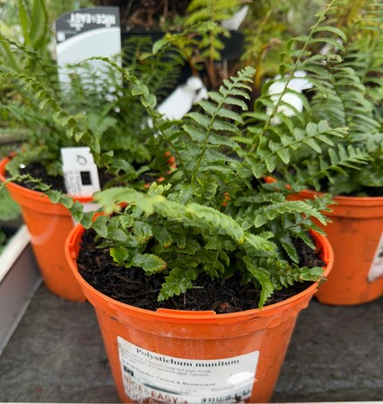 Polystichum munitum