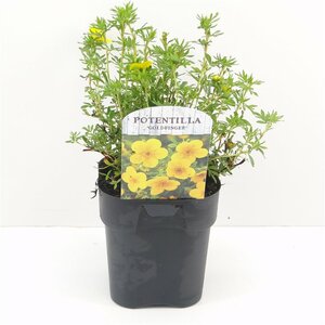 Potentilla f. 'Goldfinger'