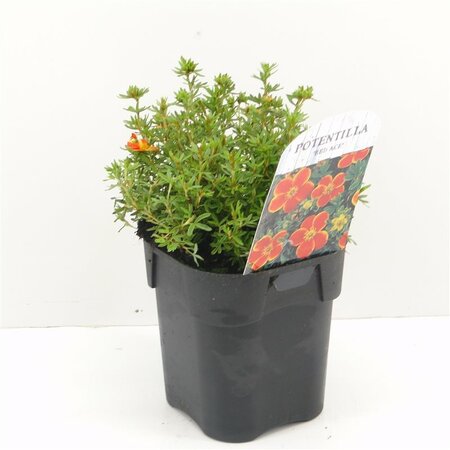 Potentilla f. 'Red Ace'