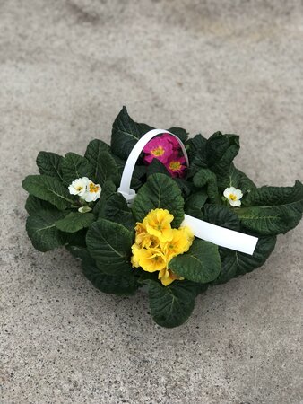 Primula acaulis mix 4-pack