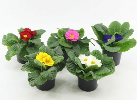 Primula acaulis mix - P9