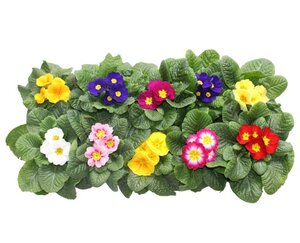 Primula acaulis 'Paradiso' mix