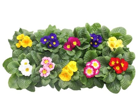 Primula acaulis 'Paradiso' mix