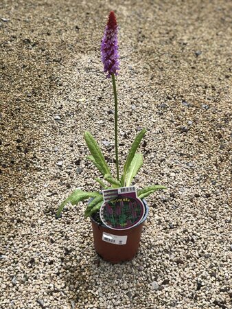 Primula vialii