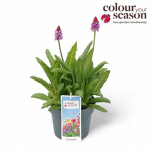 Primula vialii 3ltr