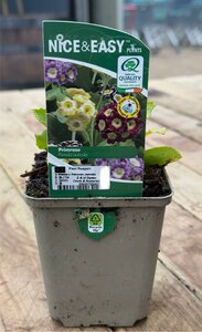 Primula x. Pubescens (auricula)