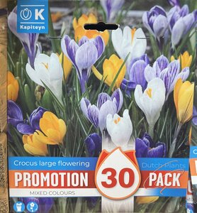 PROMO CROCUS VERNUS MIXED COLOURS x30