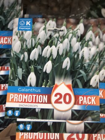 PROMO GALANTHUS SNOWDROPS x20