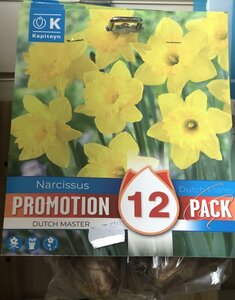 PROMO NARCISSUS YELLOW x12